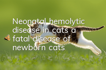 Neonatal hemolytic disease in cats, a fatal disease of newborn cats!