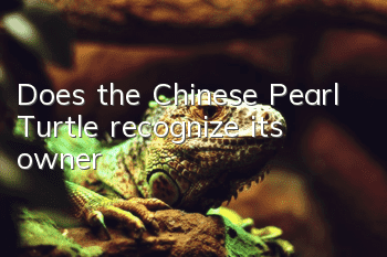 Does the Chinese Pearl Turtle recognize its owner?