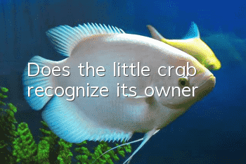 Does the little crab recognize its owner?