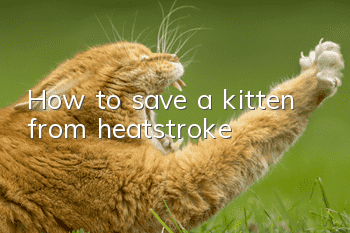 How to save a kitten from heatstroke?