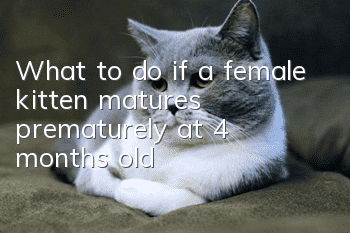 What to do if a female kitten matures prematurely at 4 months old