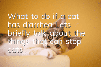 What to do if a cat has diarrhea? Let’s briefly talk about the things that can stop cats from having diarrhea!