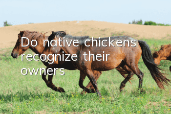 Do native chickens recognize their owners?