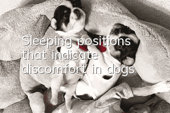 Sleeping positions that indicate discomfort in dogs