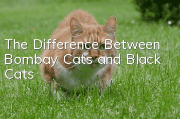 The Difference Between Bombay Cats and Black Cats