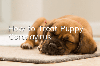 How to Treat Puppy Coronavirus