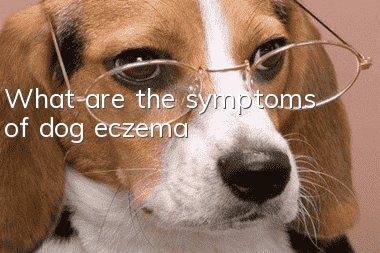 What are the symptoms of dog eczema?