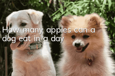 How many apples can a dog eat in a day?