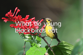 What do young blackbirds eat?