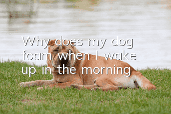 Why does my dog ​​foam when I wake up in the morning?