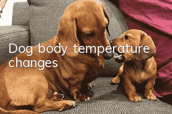 Dog body temperature changes