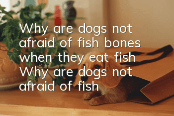 Why are dogs not afraid of fish bones when they eat fish? Why are dogs not afraid of fish bones when they eat fish?