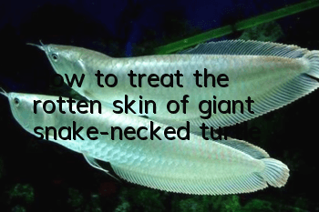 How to treat the rotten skin of giant snake-necked turtle