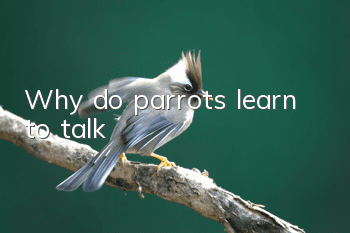 Why do parrots learn to talk?