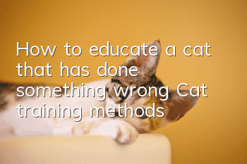 How to educate a cat that has done something wrong? Cat training methods!