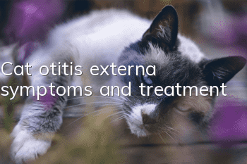 Cat otitis externa symptoms and treatment