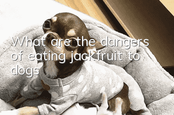 What are the dangers of eating jackfruit to dogs?