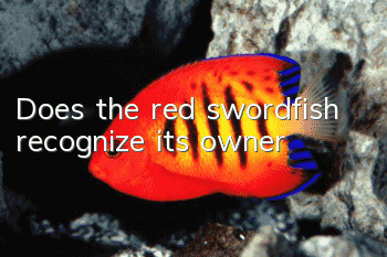 Does the red swordfish recognize its owner?