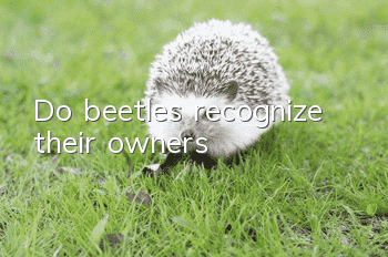 Do beetles recognize their owners?