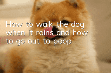 How to walk the dog when it rains and how to go out to poop?