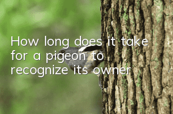 How long does it take for a pigeon to recognize its owner?