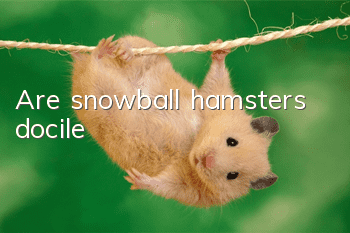 Are snowball hamsters docile?