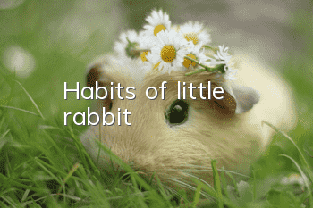 Habits of little rabbit