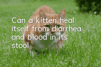 Can a kitten heal itself from diarrhea and blood in its stool?