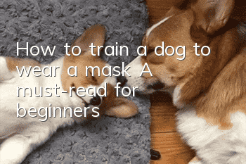 How to train a dog to wear a mask? A must-read for beginners!