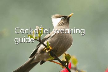 Cockatiel weaning guide