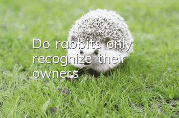 Do rabbits only recognize their owners?