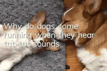 Why do dogs come running when they hear tut-tut sounds?