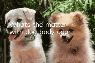 What’s the matter with dog body odor?