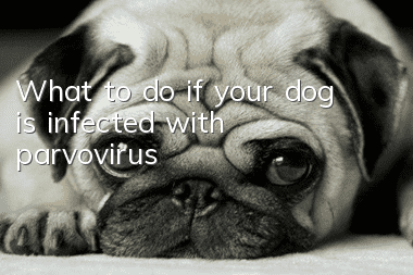 What to do if your dog is infected with parvovirus