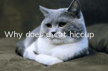 Why does a cat hiccup?