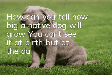 How can you tell how big a native dog will grow? You can’t see it at birth, but at the day after tomorrow!