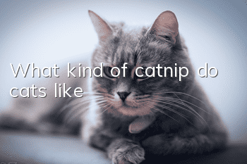 What kind of catnip do cats like?