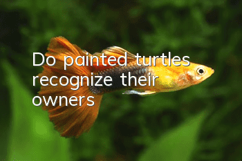 Do painted turtles recognize their owners?