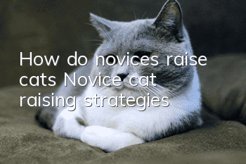 How do novices raise cats? Novice cat raising strategies!