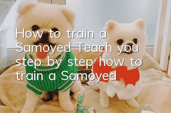 How to train a Samoyed? Teach you step by step how to train a Samoyed!