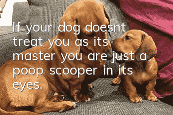 If your dog doesn’t treat you as its master, you are just a poop scooper in its eyes.