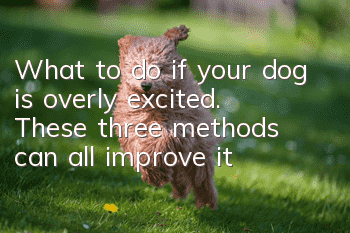 What to do if your dog is overly excited. These three methods can all improve it!