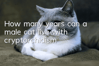 How many years can a male cat live with cryptorchidism?