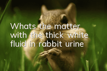 What's the matter with the thick white fluid in rabbit urine?