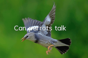 Can parrots talk?