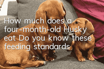 How much does a four-month-old Husky eat? Do you know these feeding standards?