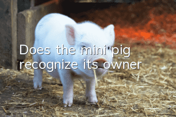 Does the mini pig recognize its owner?