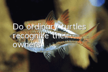 Do ordinary turtles recognize their owners?