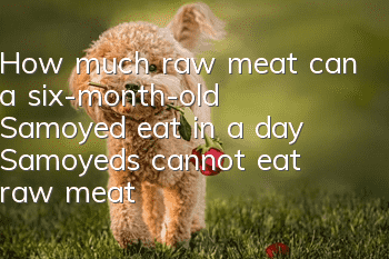 How much raw meat can a six-month-old Samoyed eat in a day? Samoyeds cannot eat raw meat!