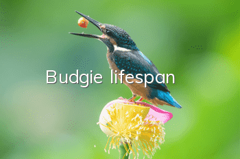 Budgie lifespan